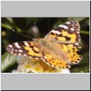 Vanessa cardui - Distelfalter 02.jpg